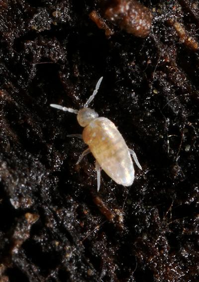 Springtails Collembola Images UK