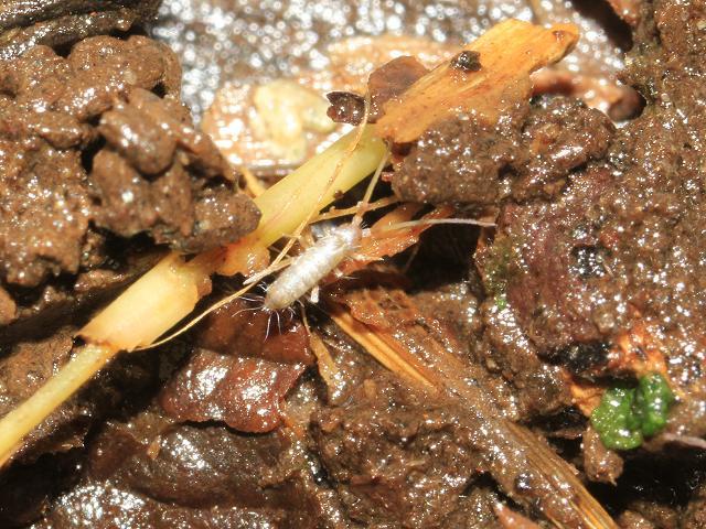 Springtail Tomocerus Pogonognathellus Collembola Images