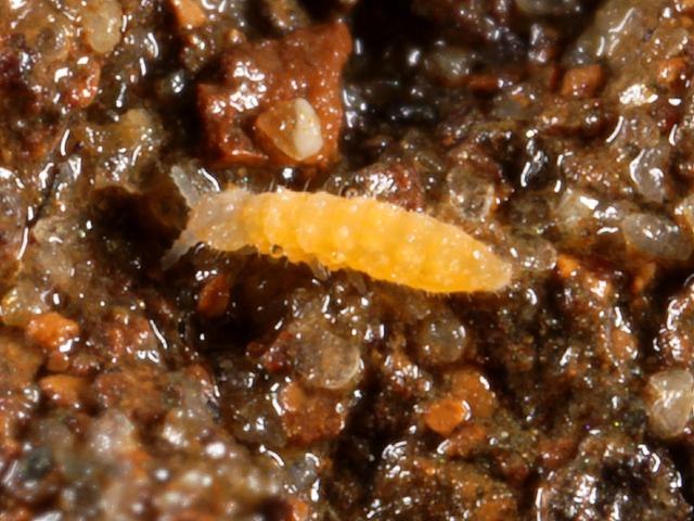 Anuridella Springtail Marine Collembola Images