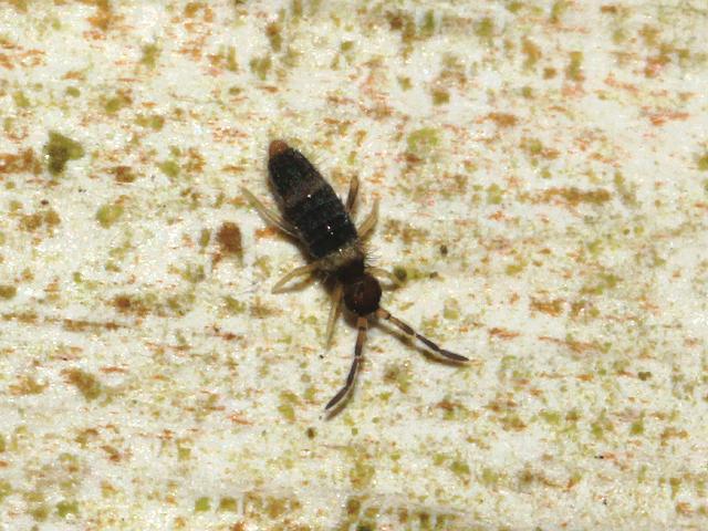 Entomobrya albocincta Entomobryid Springtail Collembola Images