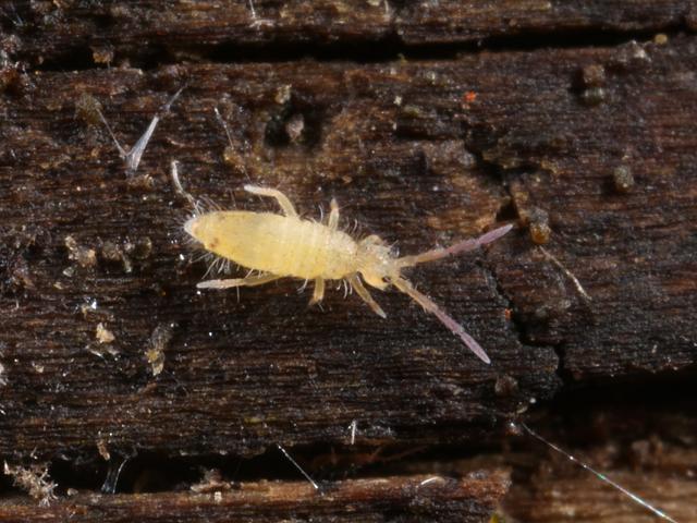Entomobrya nicoleti Entomobryid Springtail Collembola Images