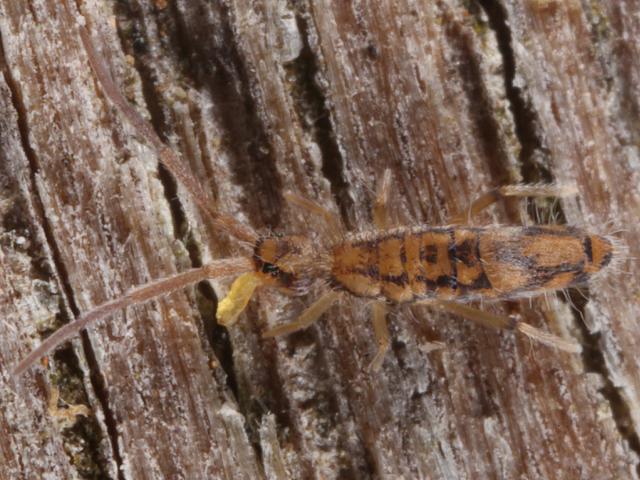 Entomobrya nivalis Entomobryid Springtail Collembola Images