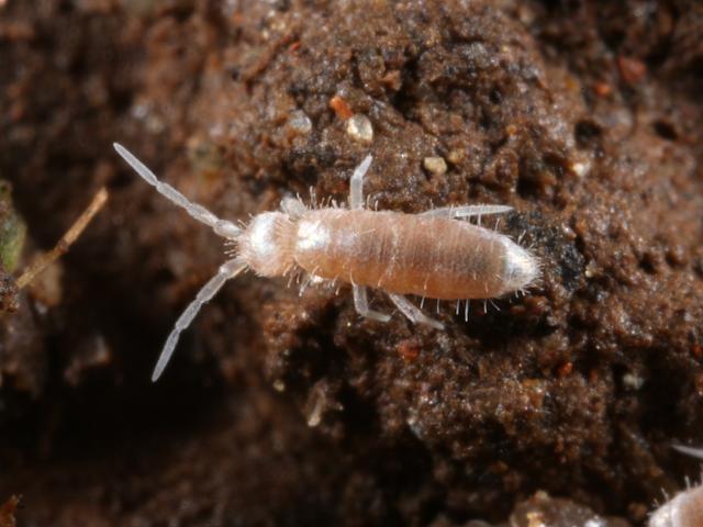 Heteromurus nitidus Entomobryid Springtail Collembola Images
