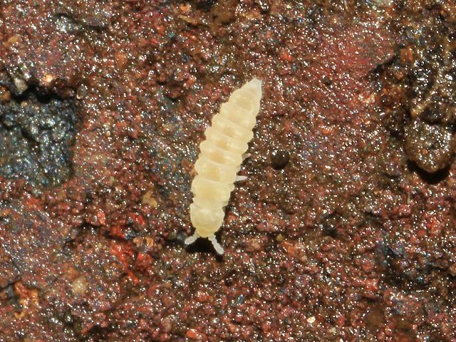 Kalaphorura burmeisteri Onychiurid Springtail Collembola Images
