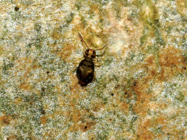 Katiannidae Genus nov 1 Sp nov Globular Katiannid Springtail Collembola Images