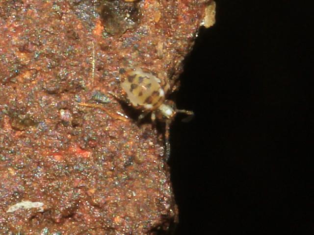 Katiannidae Genus nov 2 Sp nov Globular Katiannid Springtail Collembola Images