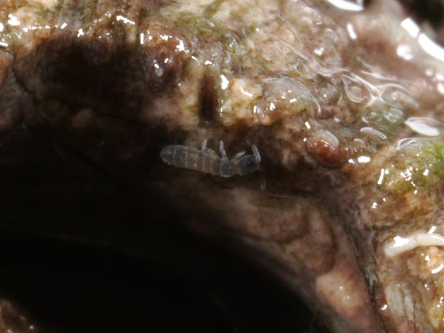 Springtail Lowershore Marine Collembola Images