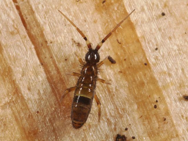 Orchesella cincta Entomobryid Springtail Collembola Images