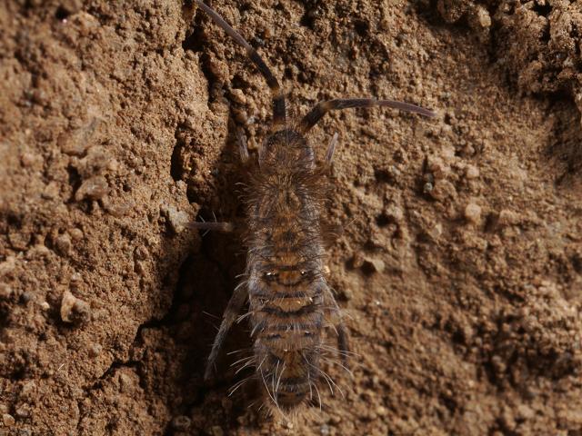 Orchesella villosa Entomobryid Springtail Collembola Images