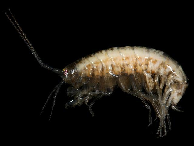 Crangonyx pseudogracilis floridanus sens lat crangonyctidae crangonyctid amphipod images