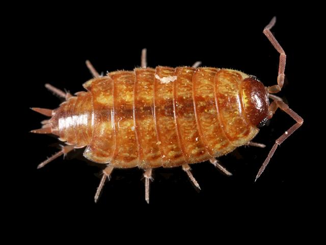 Philoscia muscorum Common striped woodlouse Isopod images