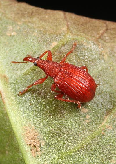 Weevils Coleoptera UK