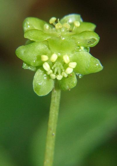 Adoxaceae Moschatel Family Adoxaceae Images