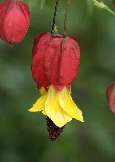 Malvaceae Mallow Family (Tree and Shrub Images)