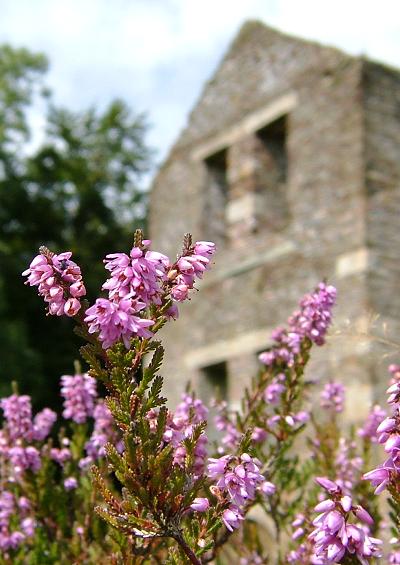 Ericaceae Heather Family