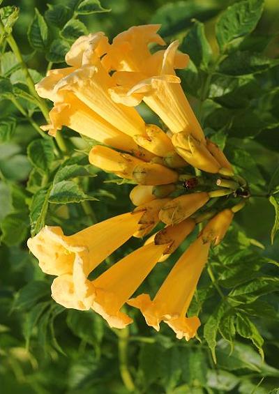 Bignoniaceae Indian Bean Tree Family