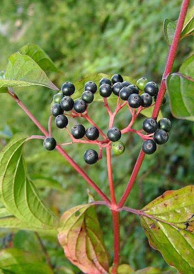 Cornaceae Dogwood Family