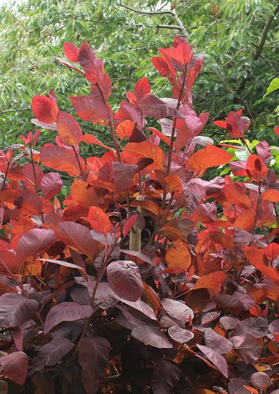 Anacardiaceae Sumac Family