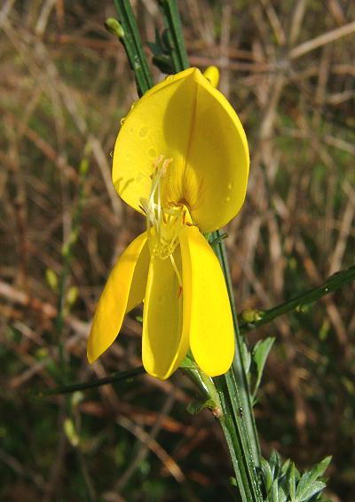 Fabaceae Pea Family