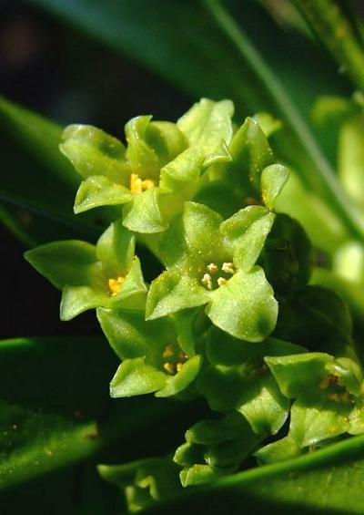 Thymelaeaceae Mezereon Family