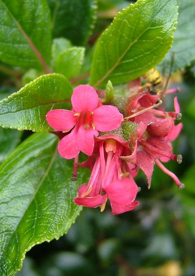 Escalloniaceae Escallonia Family