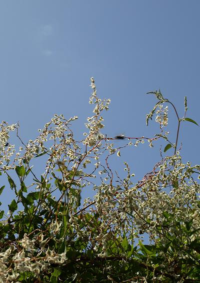 Polygonaceae Dock Family