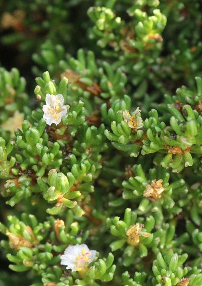 Frankeniaceae Frankenia laevis Sea Heath Family