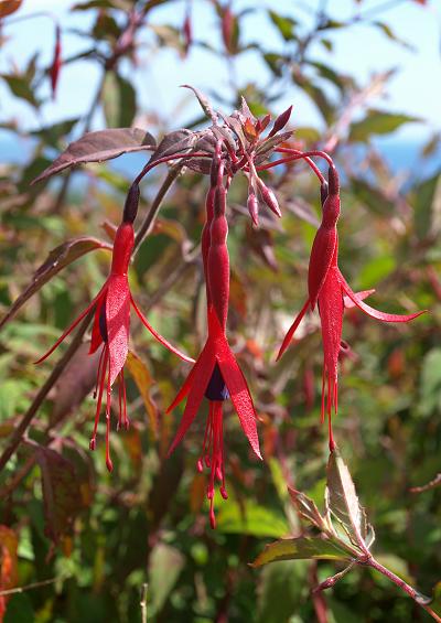 Onagraceae Willowherb Family Fuchsias Family