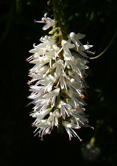 Plantaginaceae Plantain Family