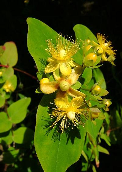 Hypericaceae Tutsan Family