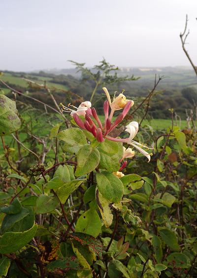 Caprifoliaceae Honeysuckle Family