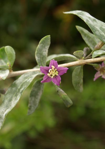 Solanaceae Nightshade Family