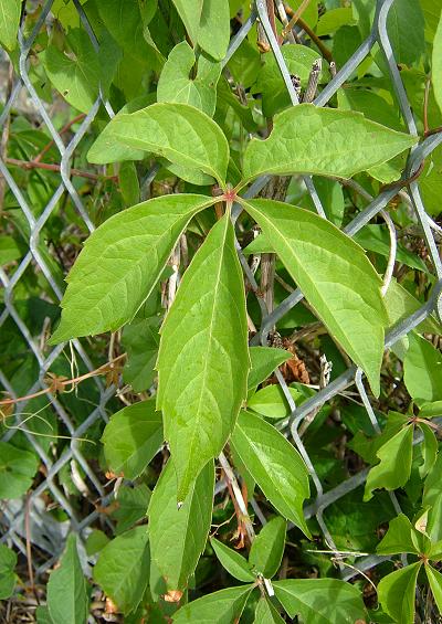 Vitaceae Vine Family