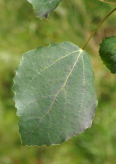 Salicaceae Willow Family