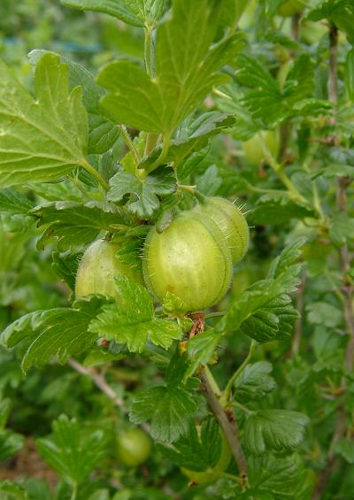 Grossulariaceae Currant Family