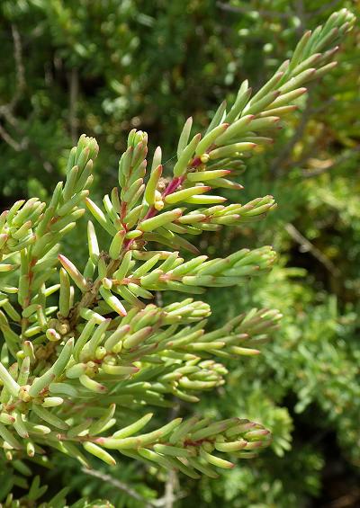 Amaranthaceae Amaranth Family Tree and Shrub Images