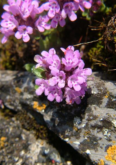 Cistaceae Rock Rose Family