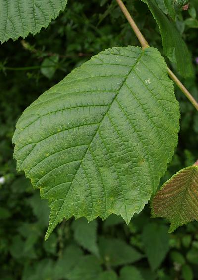 Ulmaceae Elm Family