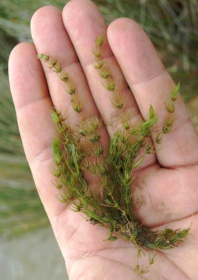 lower plants Stoneworts Characeae