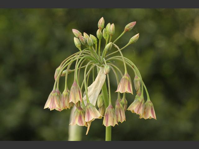 Nectaroscordum siculum subspecies bulgaricum Honey Garlic Bulgarian Onion Allium bulgaricum Alliaceae Images