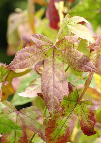 Altingiaceae American Sweetgum or Redgum Family Liquidambar styraciflua Tree and Shrub Images