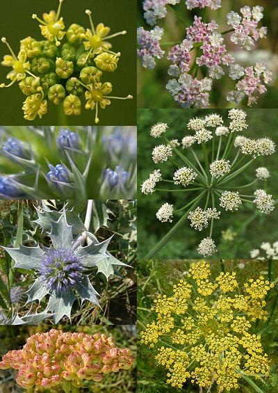 Family Index for Apiales Carrot Fennel Ivy Pittosporum