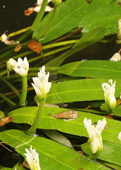 Aponogetonaceae Cape Pondweed Family Aponogetonaceae Images