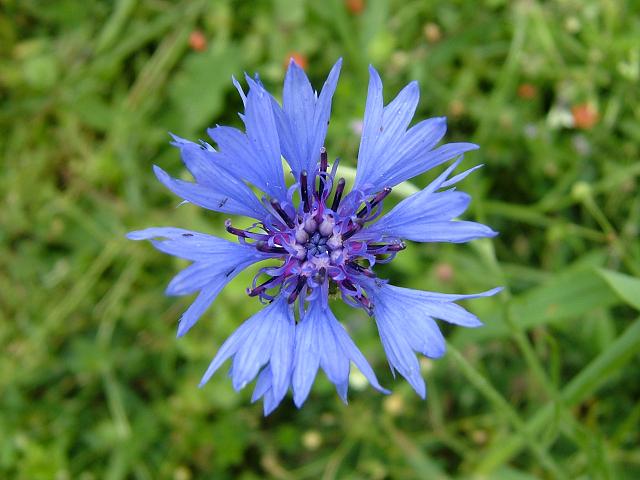 Centaurea cyanus Cornflower Asteraceae Images