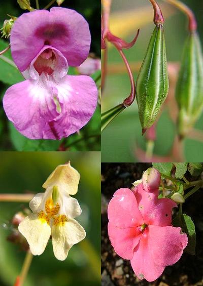 Family Index for Ericales Balsam Heather Primrose Camellia