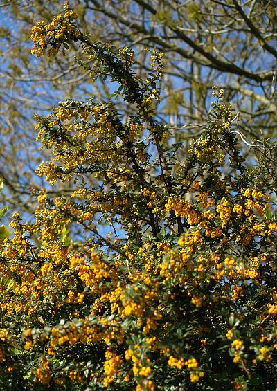 Berberidaceae Barberry Family