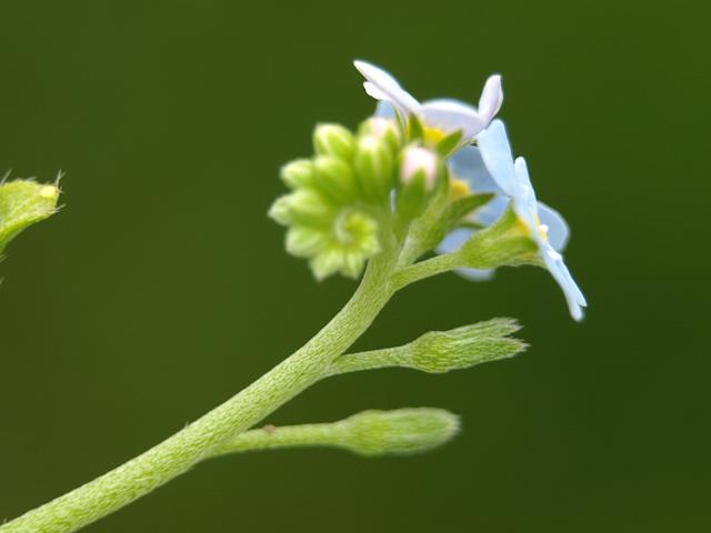 Myosotis secunda Creeping Forget me not Boraginaceae Images