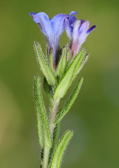 Boraginaceae Borage Family