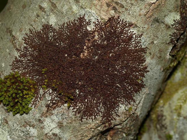 Frullania tamarisci Tamarisk Scalewort Liverwort Images