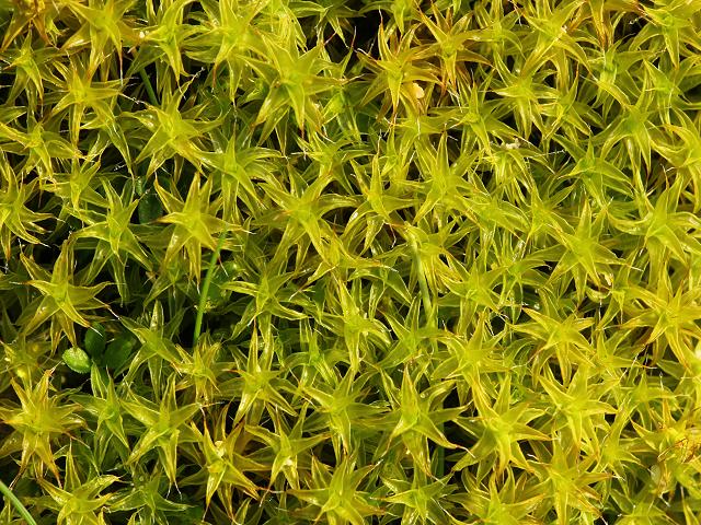 Syntrichia ruralis subspecies ruraliformis Sandhill Screw Moss Images